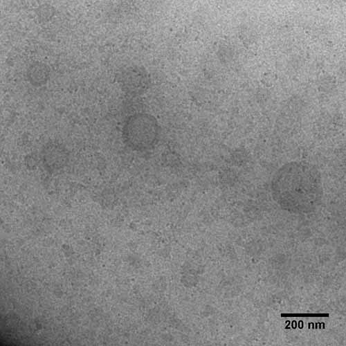 Empty liposomes imaged in water with TEM using low dose conditions. Image courtesy Dr. Deborah Kelly, Virginia Tech.