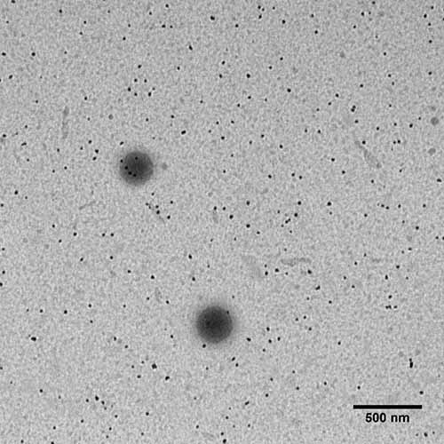 A 1% dilution of black paint imaged in water with TEM. Both polymer spheres (binder) and carbon black nanoparticles (pigment) are visible.