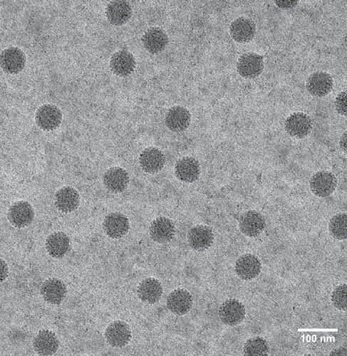Rotovirus particles suspended in liquid. Image courtesy Deb Kelly, Virginia Tech.