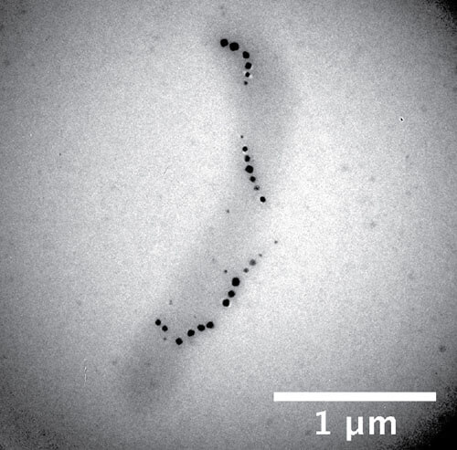 Magnetotectic bacteria producing iron nanoparticles. Image courtesy of Dr. Roland Kroeger, York University.